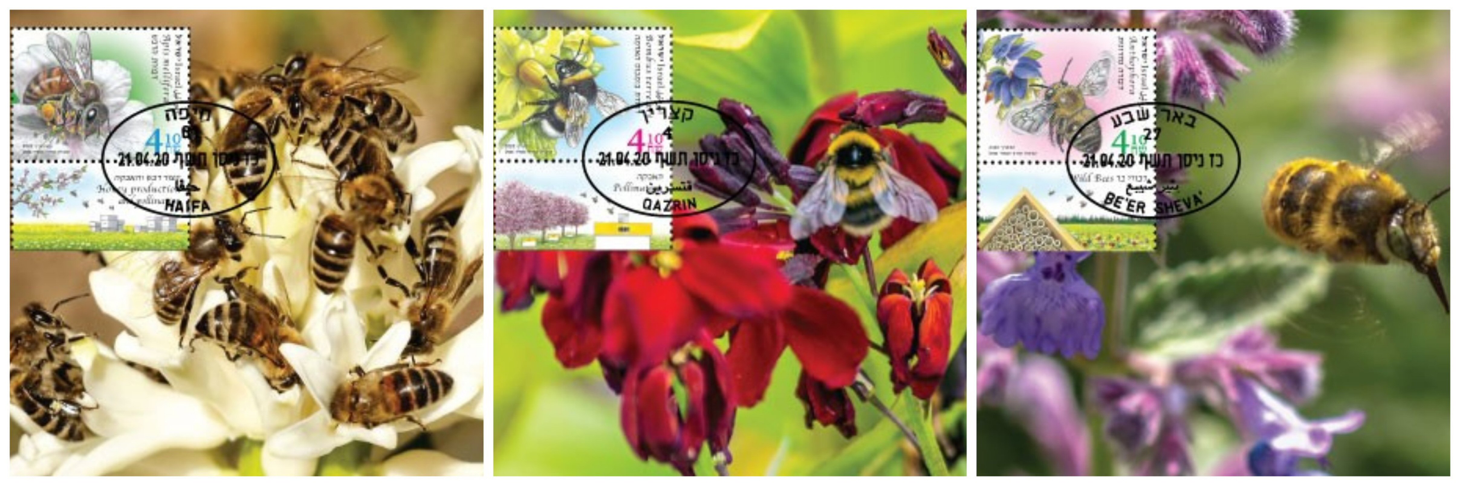 גלויות מירב דבורים בישראל