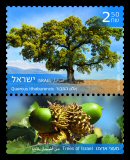 Stamp:Quercus ithaburensis (Trees of Israel), designer:Miri Nistor 12/2018