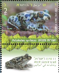 Stamp:Eastern Spadefoot Toad (Amphibians in Israel), designer:Pini Hamo 06/2014