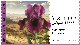 Set ATM label - Blossoming in the south , Iris mariae 