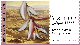 Set ATM label - Blossoming in the south, Moringa peregrine 